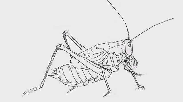 蟋蟀简笔画