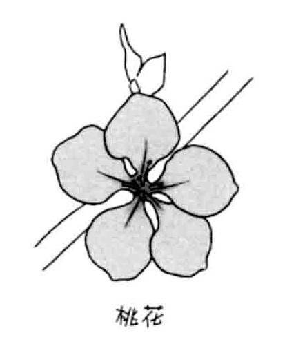 桃花简笔画