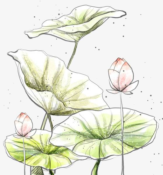 莲花简笔画