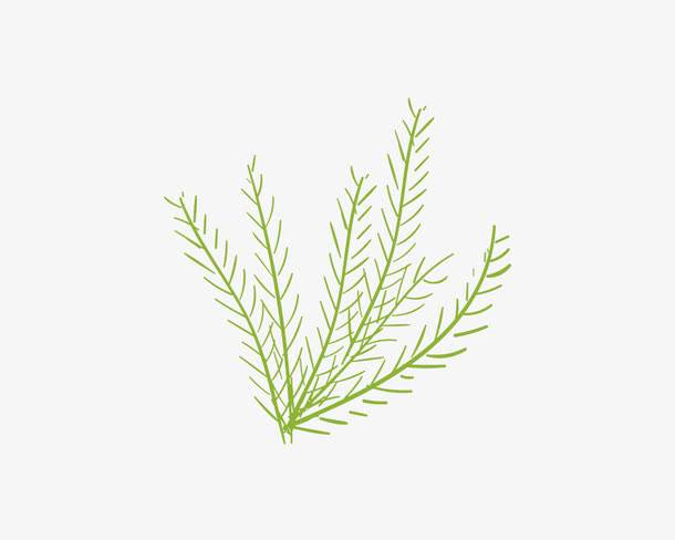 小草 简笔画