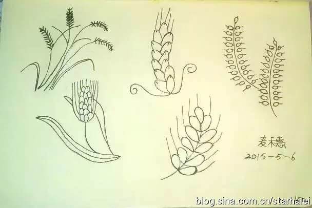 麦穗简笔画