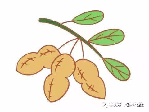 花生简笔画