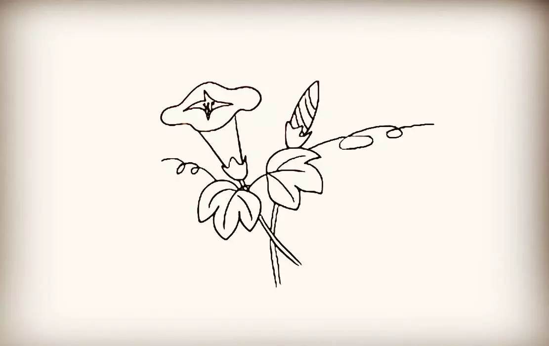 牵牛花简笔画