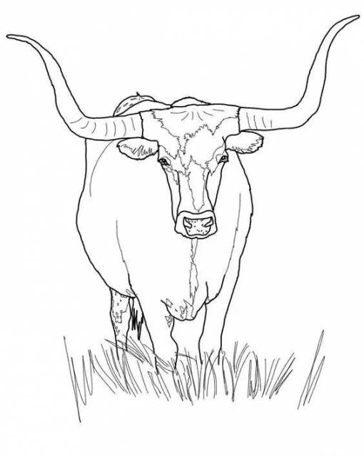 牛简笔画