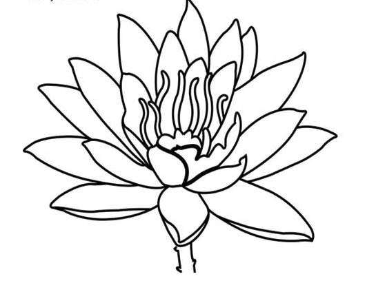 莲花简笔画