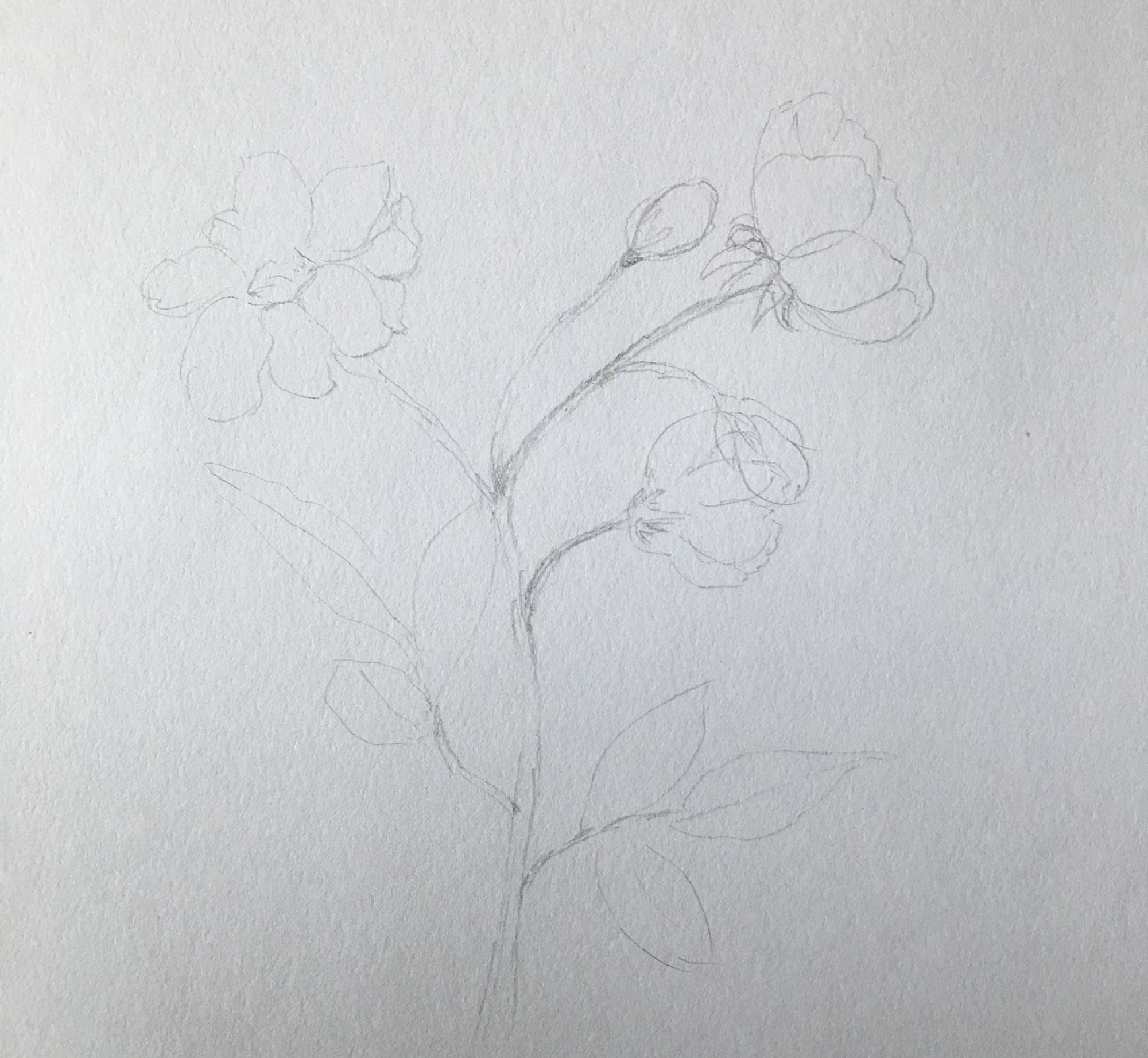 世界杯彩绘花朵简笔画