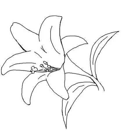 世界杯彩绘花朵简笔画