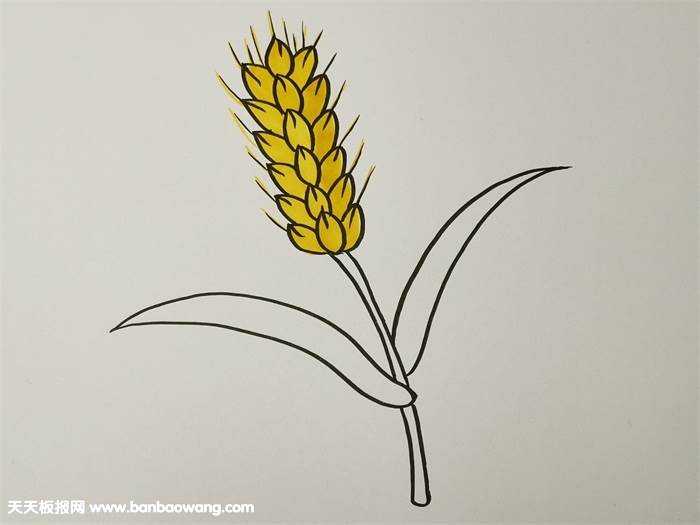 小麦简笔画