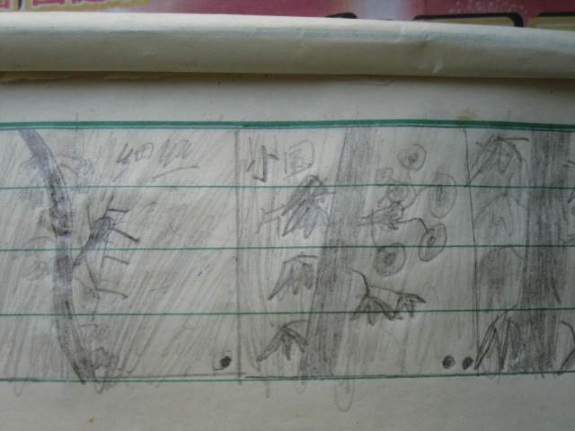 爬山虎的脚简笔画