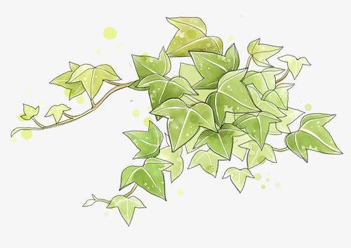 爬山虎的脚简笔画