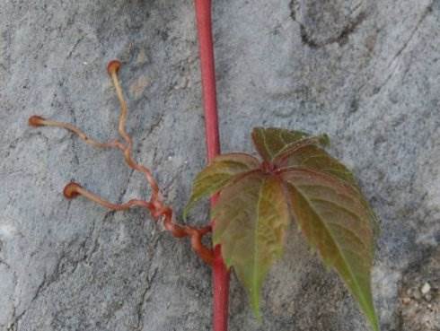 爬山虎的脚简笔画