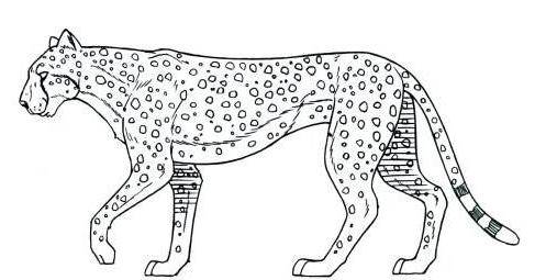 豹子简笔画