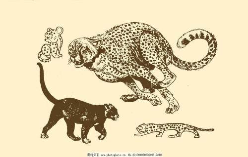 豹子简笔画