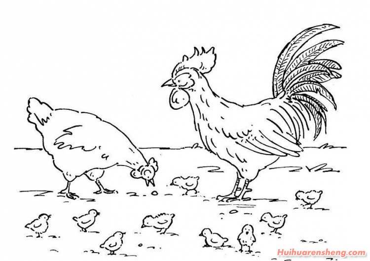 母鸡简笔画