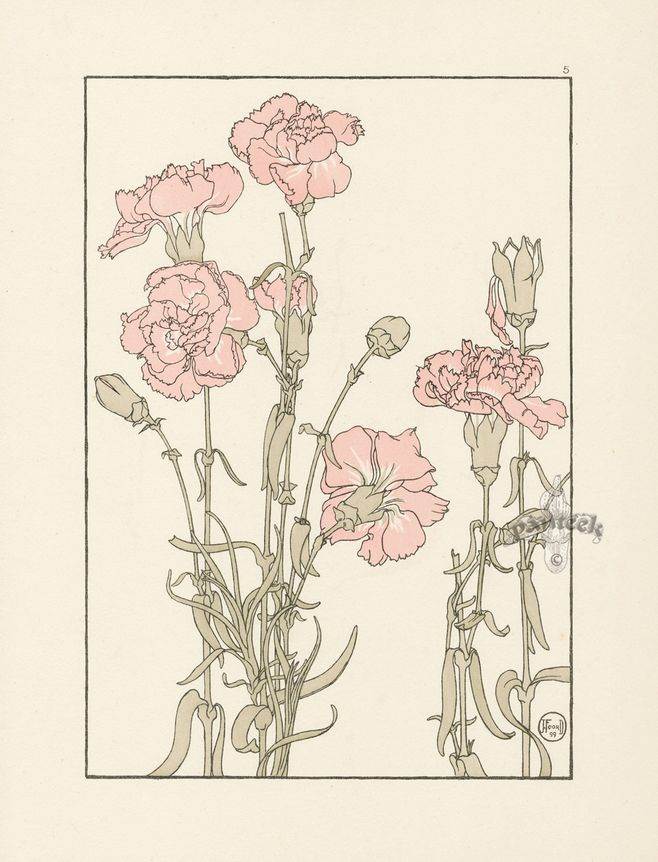 石竹花简笔画