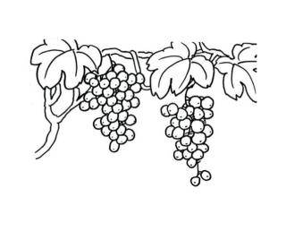 葡萄的简笔画