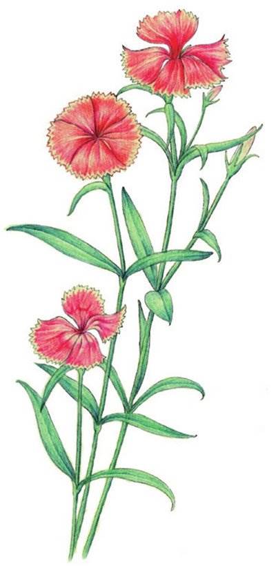 石竹花简笔画