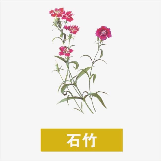 石竹花简笔画
