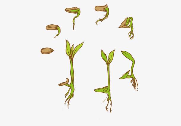 豆芽简笔画