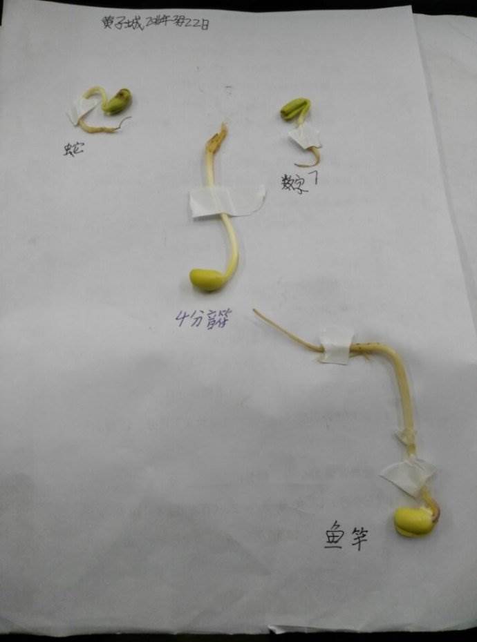 豆芽简笔画