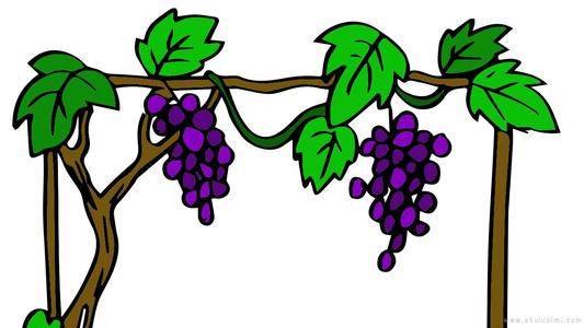 葡萄的简笔画