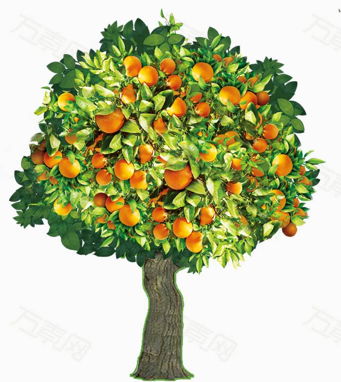 橘子树简笔画