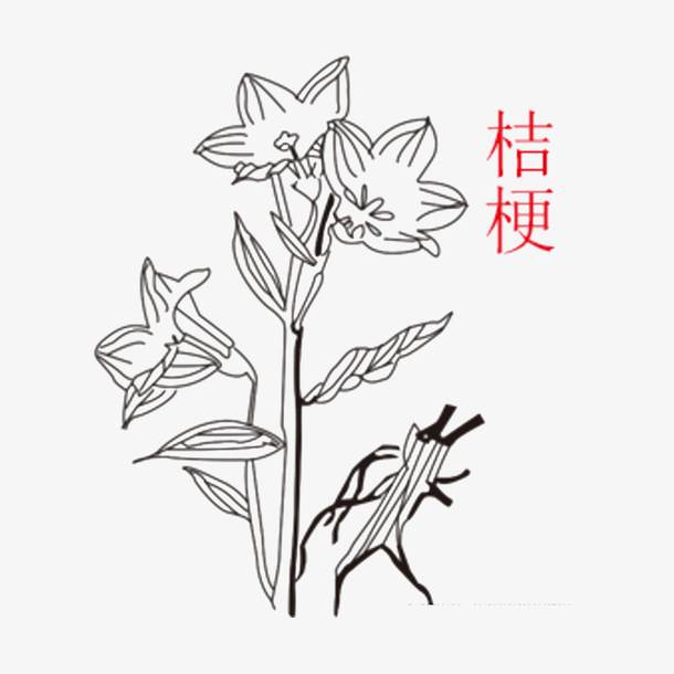 中草药简笔画