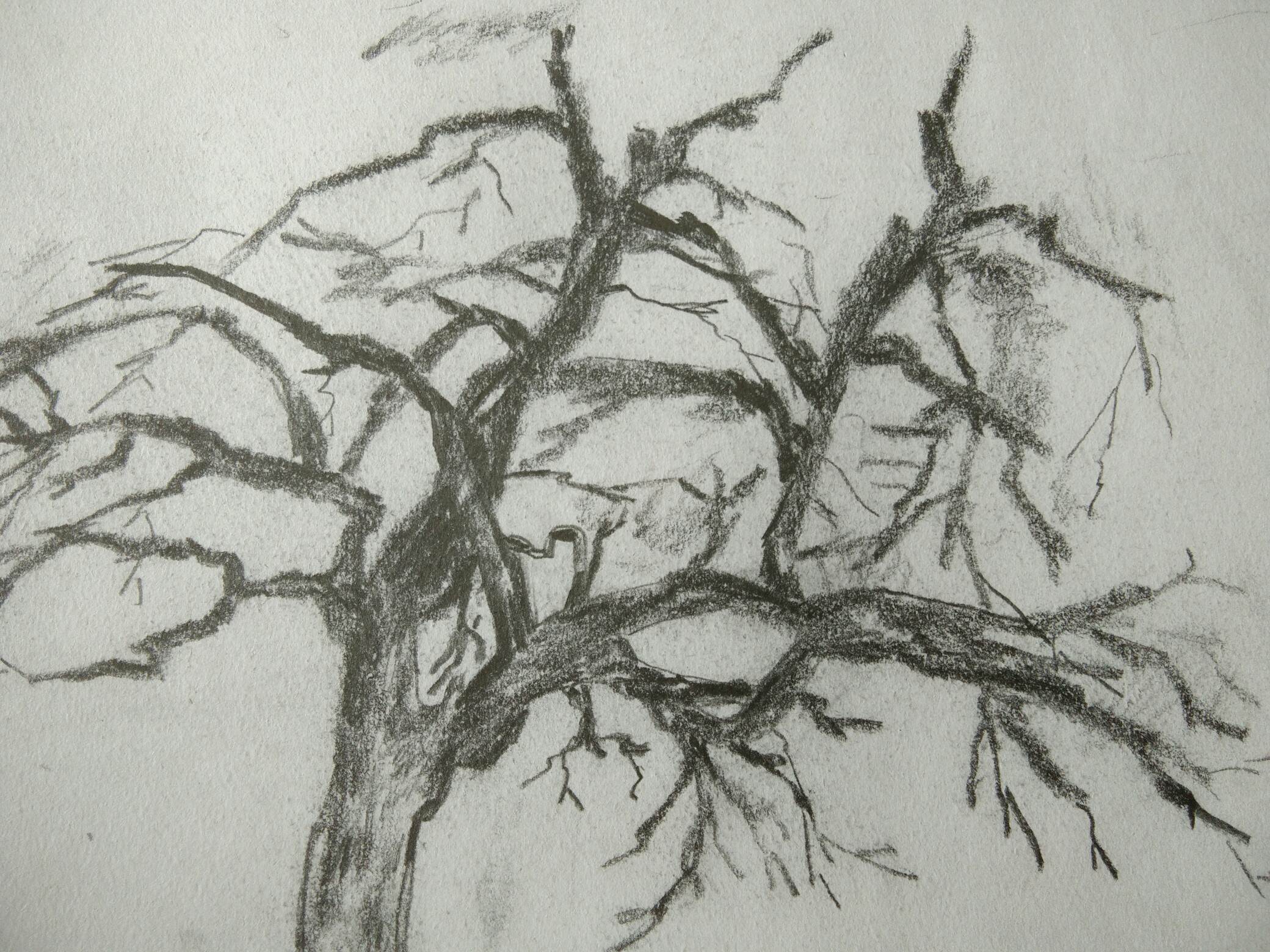 枯树简笔画