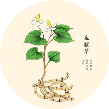 中草药简笔画