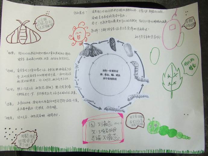 蚕的一生简笔画