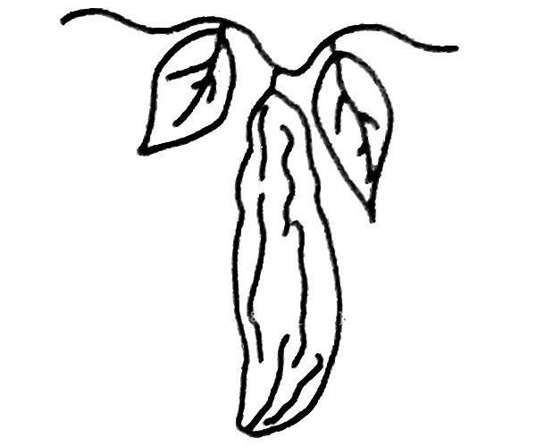 苦瓜简笔画
