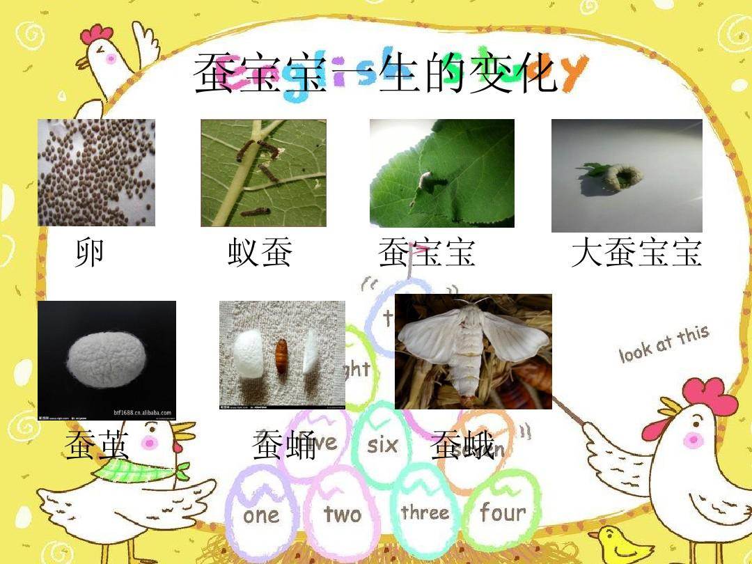 蚕的一生简笔画