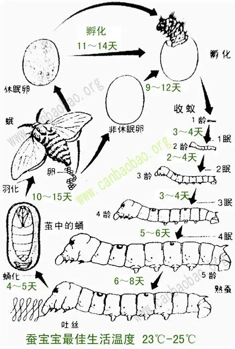 蚕的一生简笔画