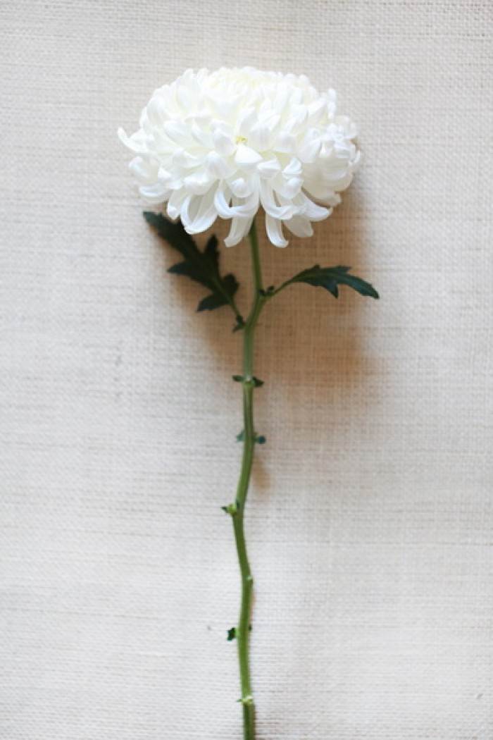 白菊花简笔画