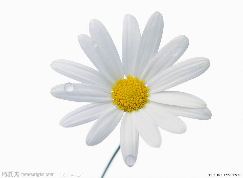 白菊花简笔画