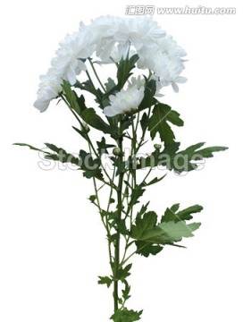 白菊花简笔画
