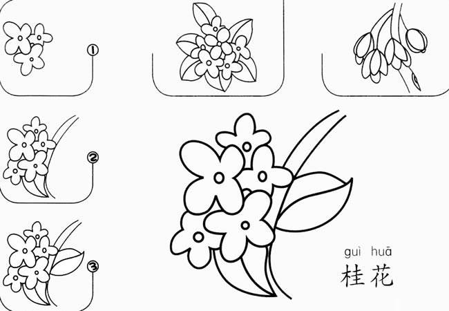 桂花 简笔画