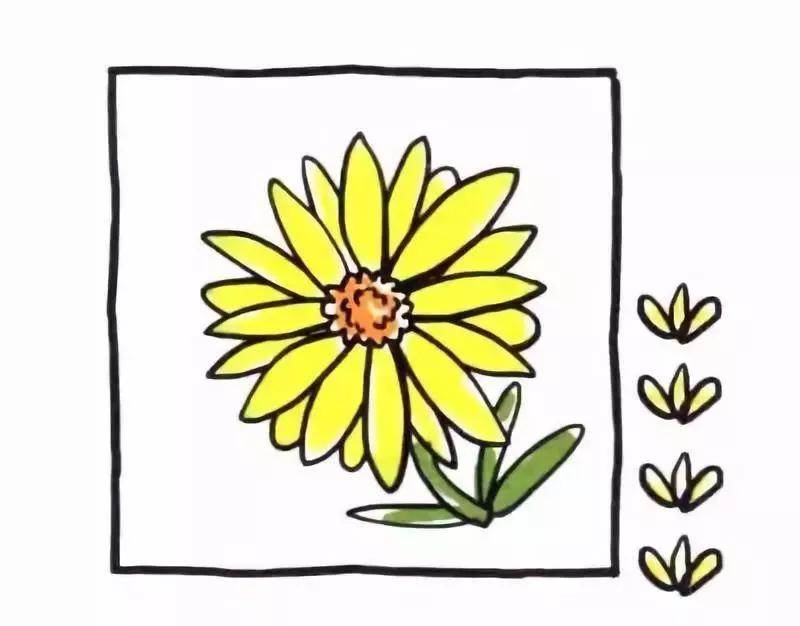 菊花的简笔画