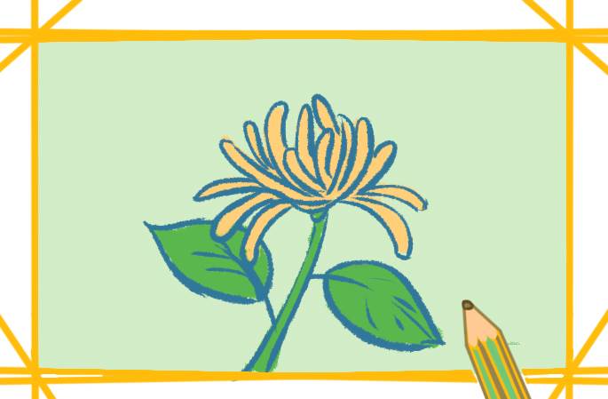 菊花的简笔画