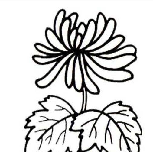 菊花的简笔画