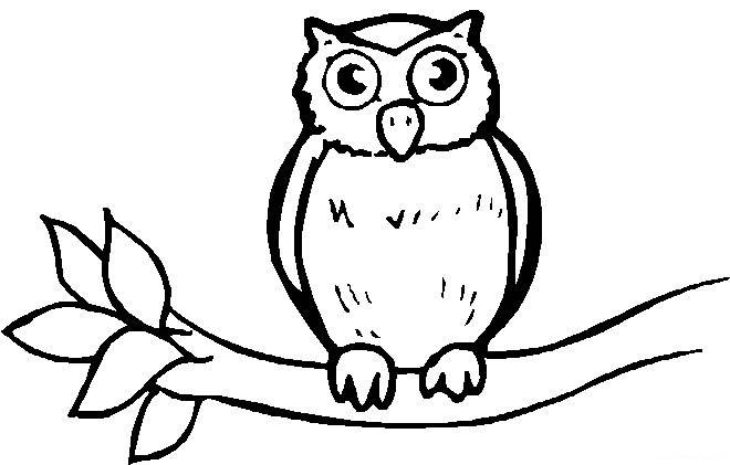 猫头鹰的简笔画图片大全
