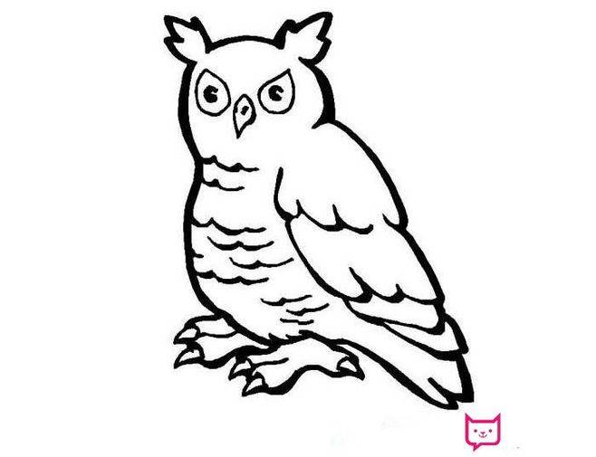 猫头鹰的简笔画图片大全