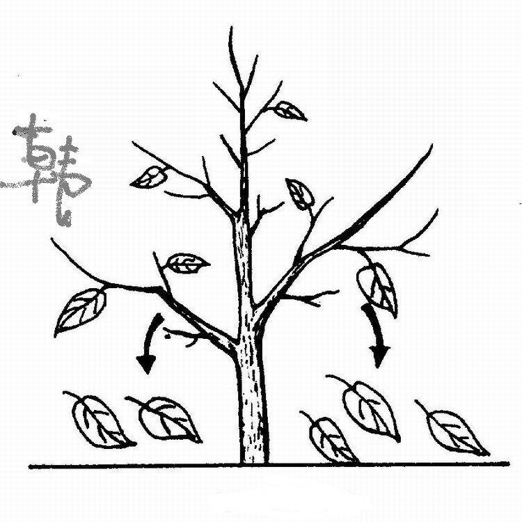 如何画秋天的简笔画